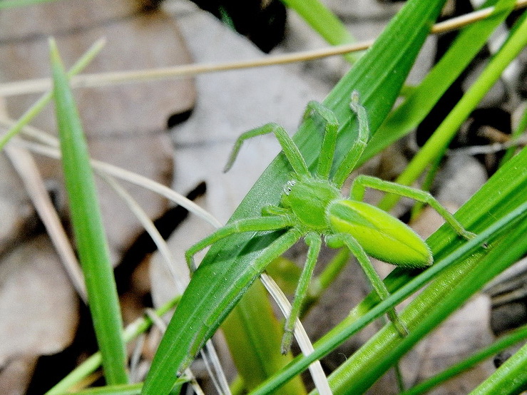 Micrommata virescens